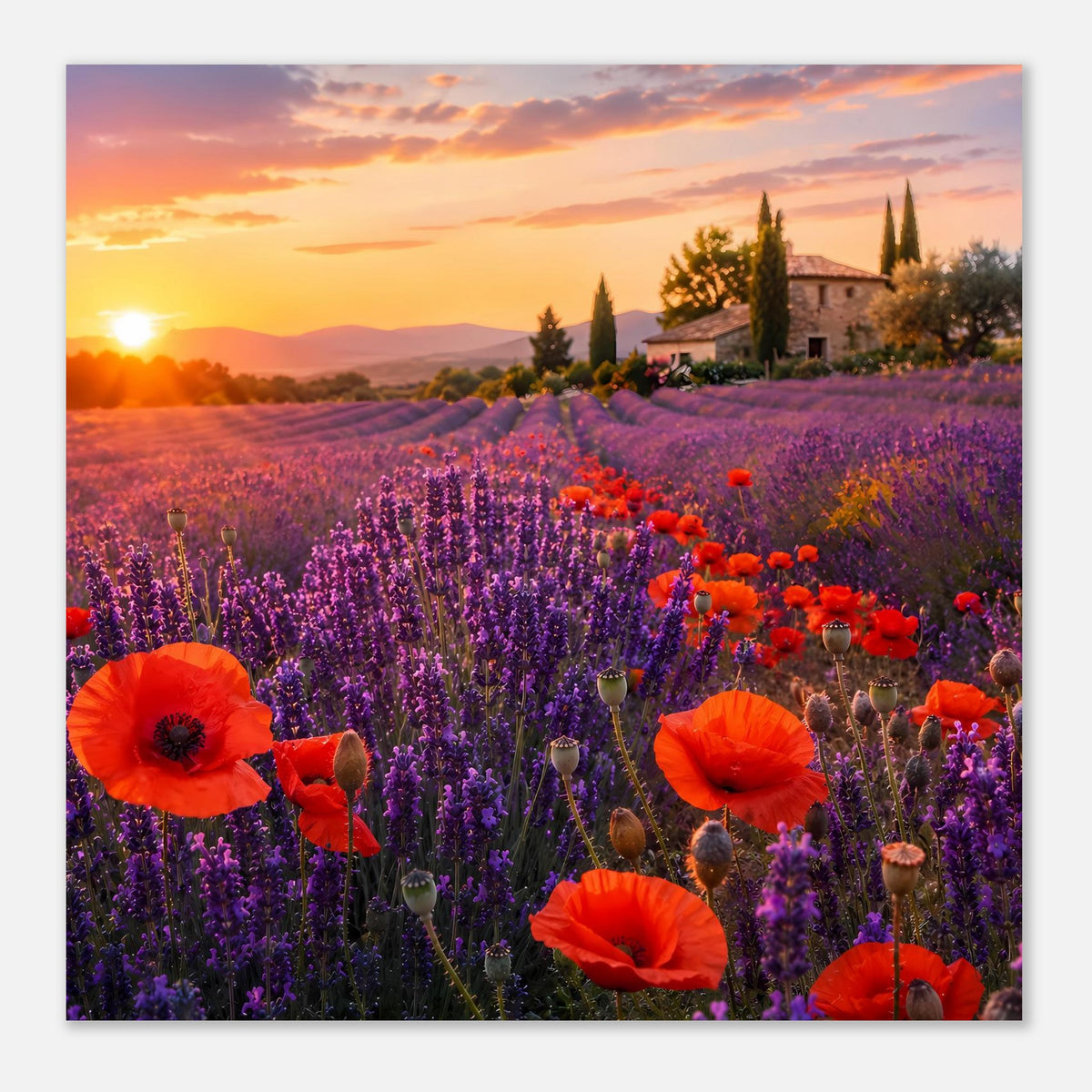 Poster: lila Lavendelfeld mit orange Mohnblumen, warmes Licht und Landhaus am Hang