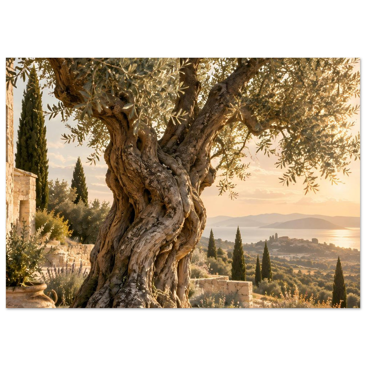 Poster mit mächtigem Olivenbaum und Blick auf Hügel und Küste in mediterraner Landschaft
