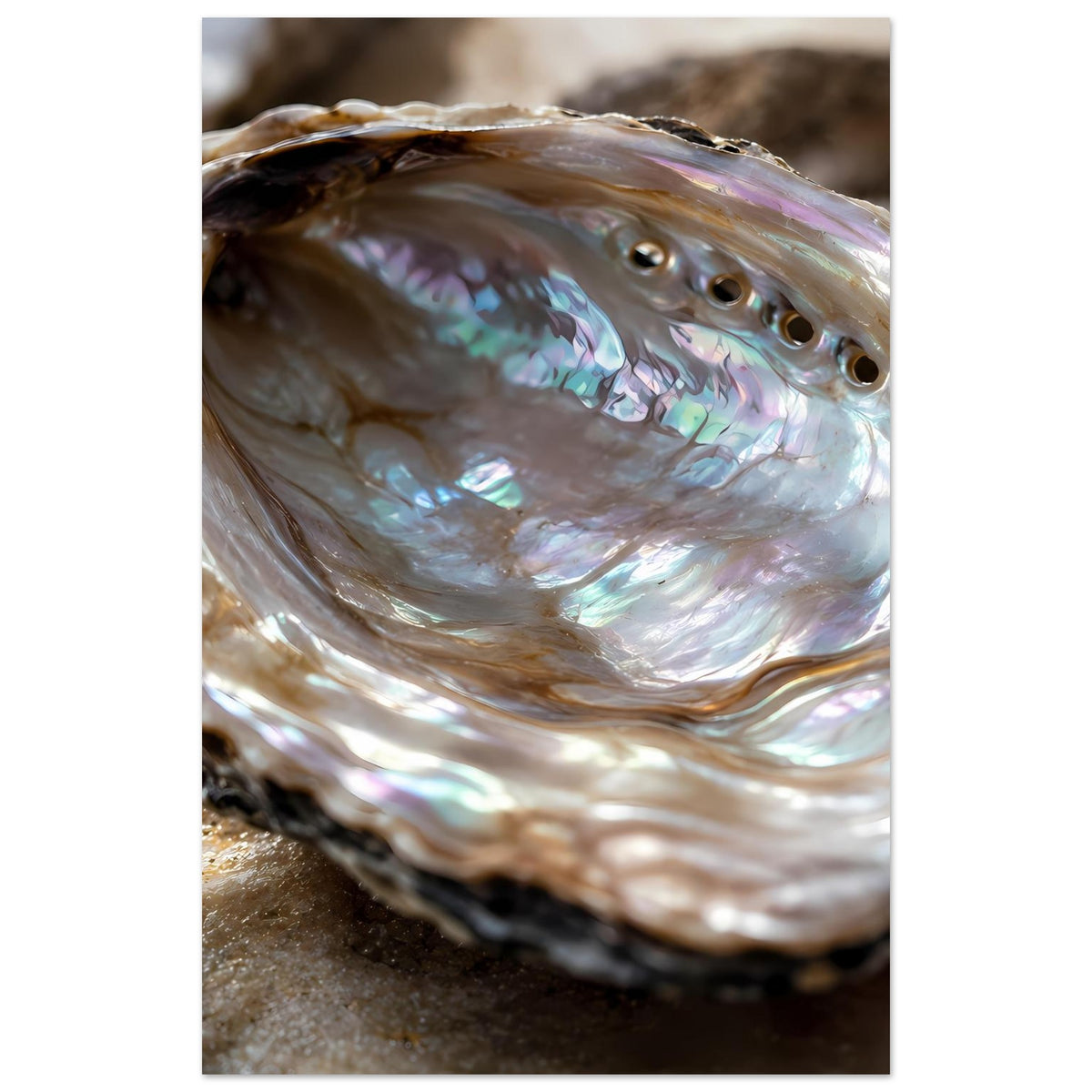 Abalone-Muschel mit schillernder Perlmutschale und Öffnungen