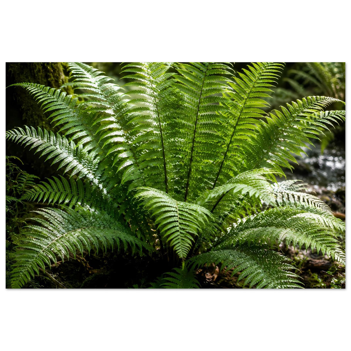 Botanisches Naturposter: grüne Farnwedel im Nahdetail, Farnwedel überlagern sich
