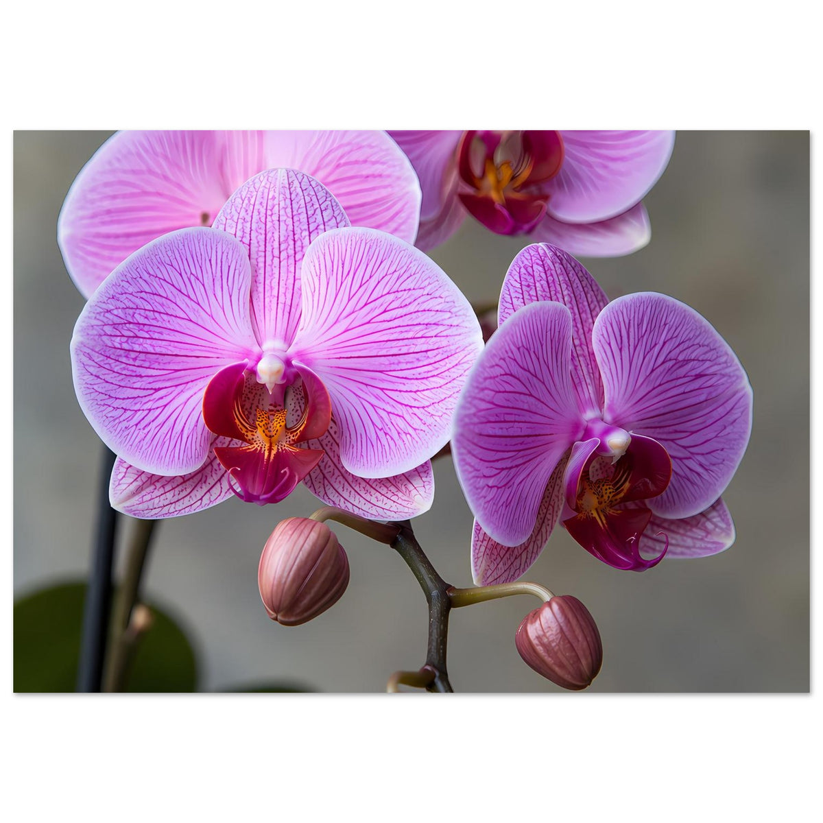 Orchideen-Porträtposter, Fokus auf Blüten: rosa-lila Orchideenblüten und Knospen