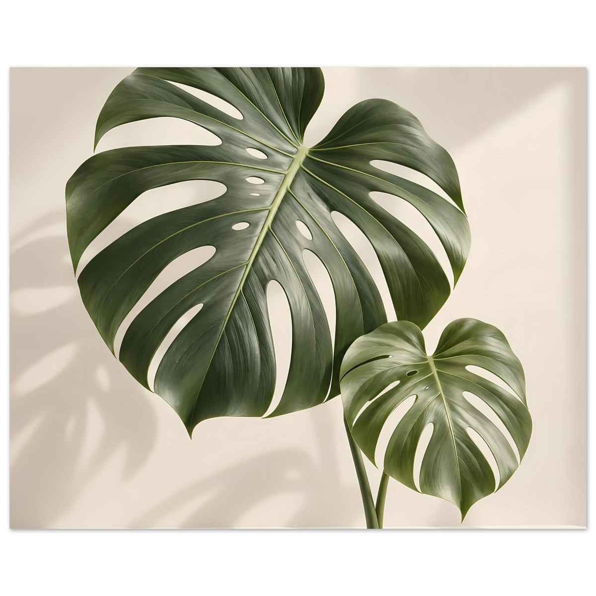 Botanisches Monstera-Blattposter mit großen grünen Blättern und weißen Fensterungen