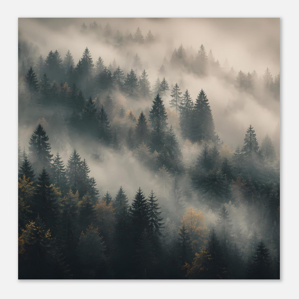 Quadratisches Poster mit Tannenwald im Nebel, gedämpfte Farben und Tiefenwirkung