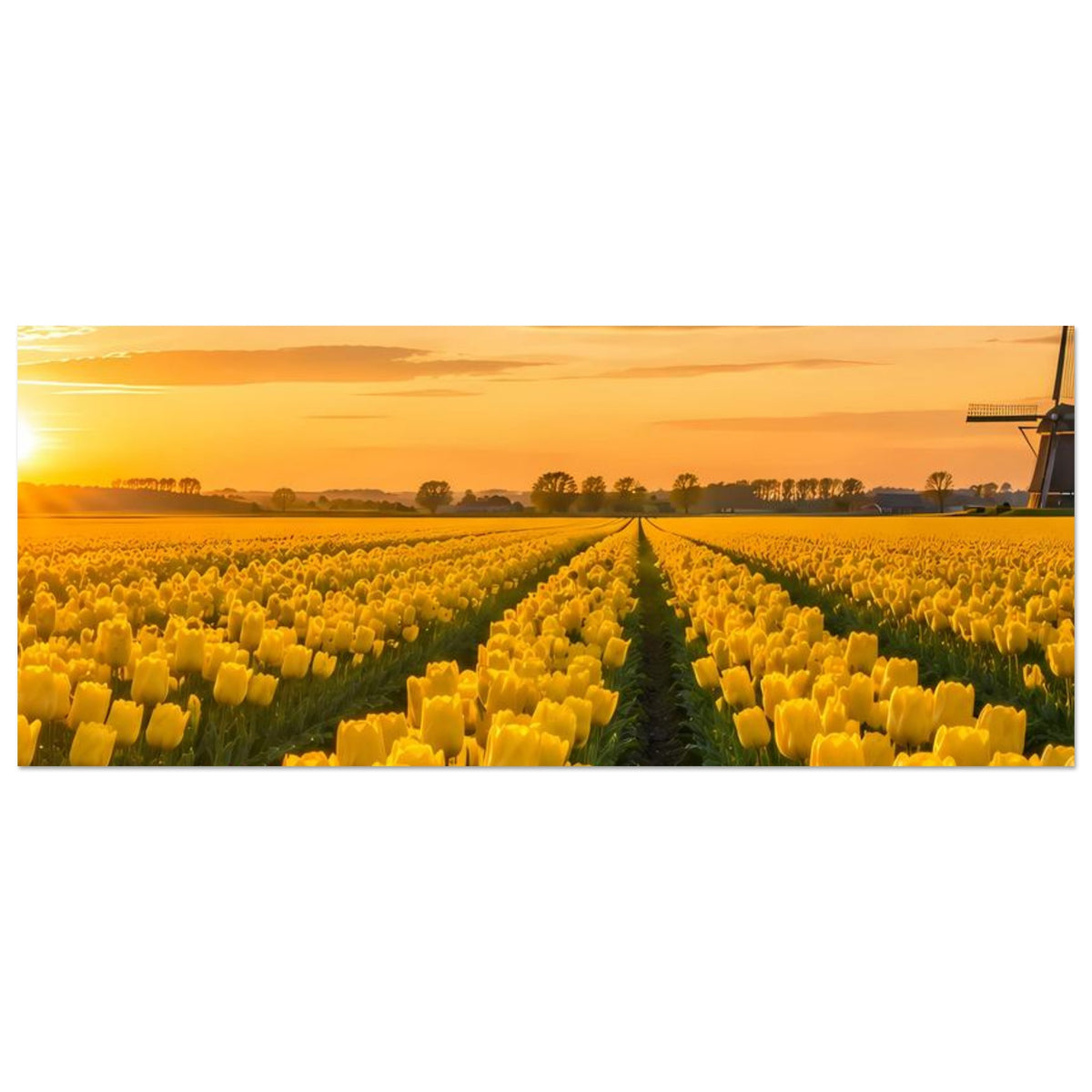 Horizontales Poster mit gelbem Tulpenfeld und Abendhimmel, Windmühle am rechten Bildrand