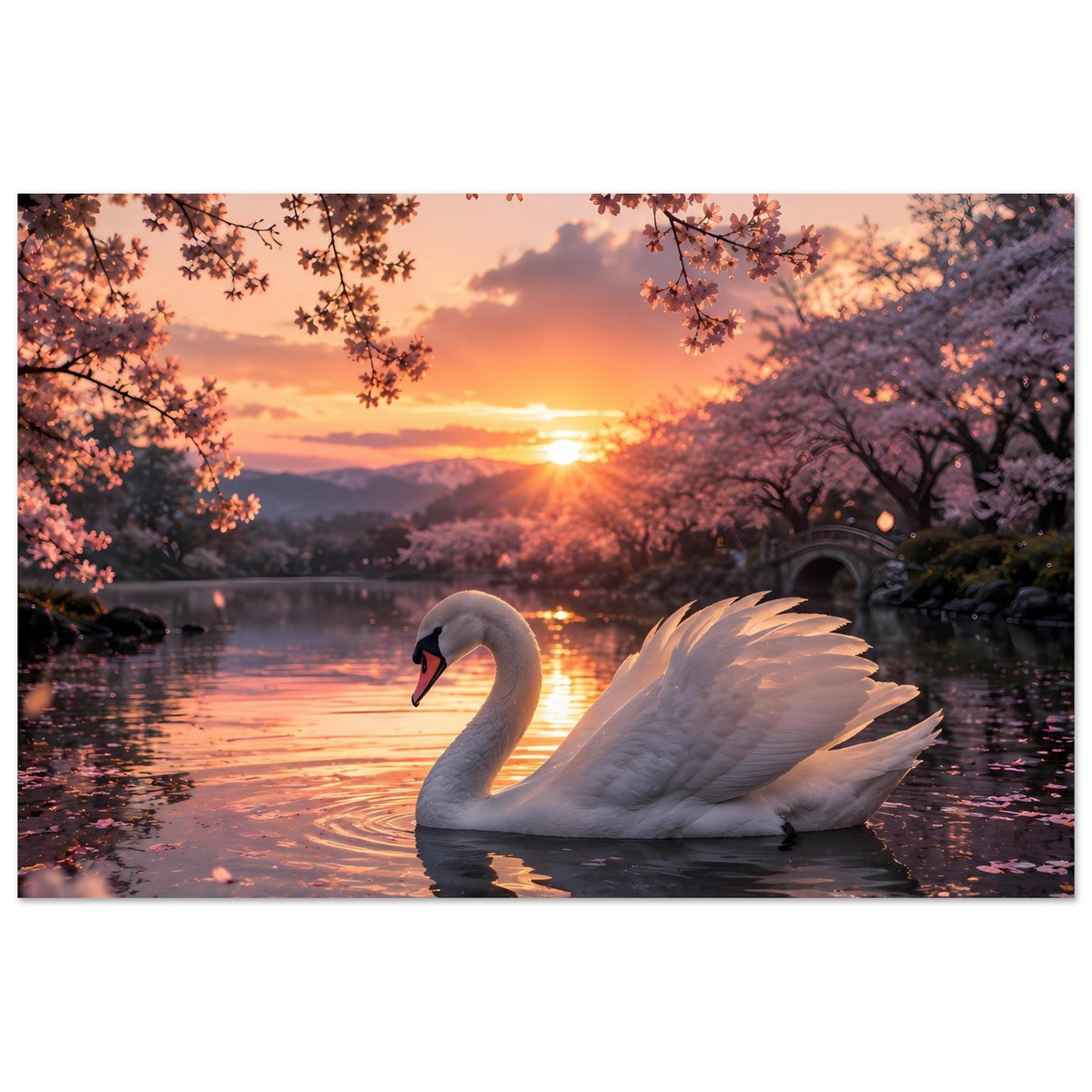 Poster mit weißem Schwan auf dem See bei Sonnenuntergang und rosa blühenden Zweigen