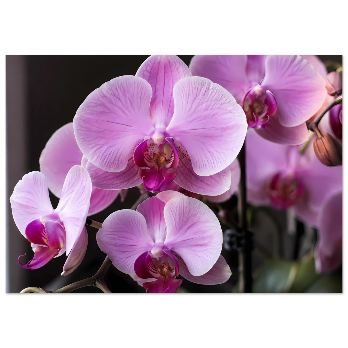 Orchideenblüten-Poster Querformat: mehrere pastellrosa Phalaenopsis-Blüten