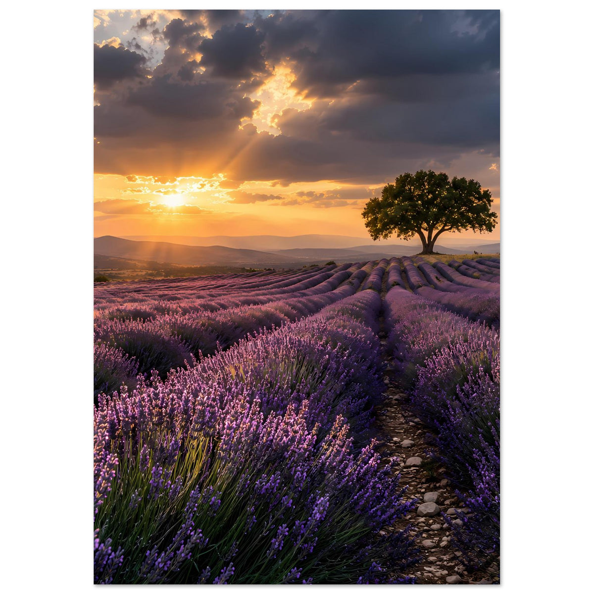 Gerahmtes Poster im Hochformat: Pfad durch Lavendelreihen, Sonnenuntergang mit Wolken, Baum.