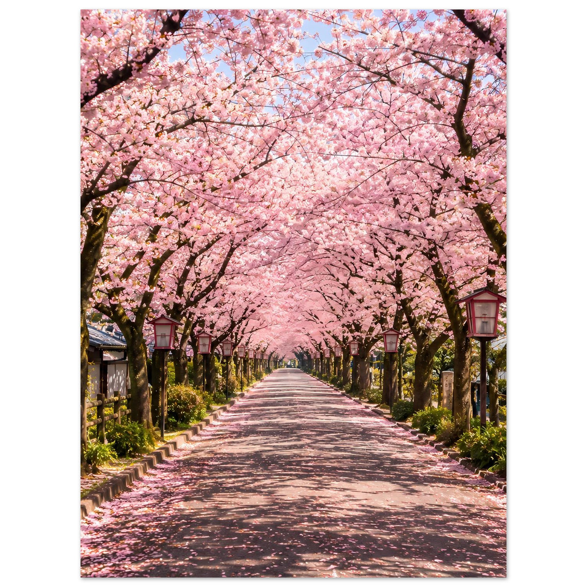 Poster im Hochformat mit Kirschblütenallee, rosa Blüten über dem Weg und Laternen