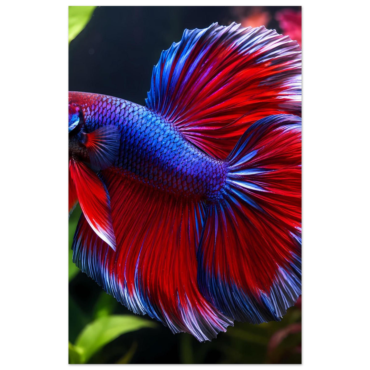 Poster mit Betta-Fisch in Nahansicht: blauer Körper, roter Flossenkranz mit blauen Spitzen