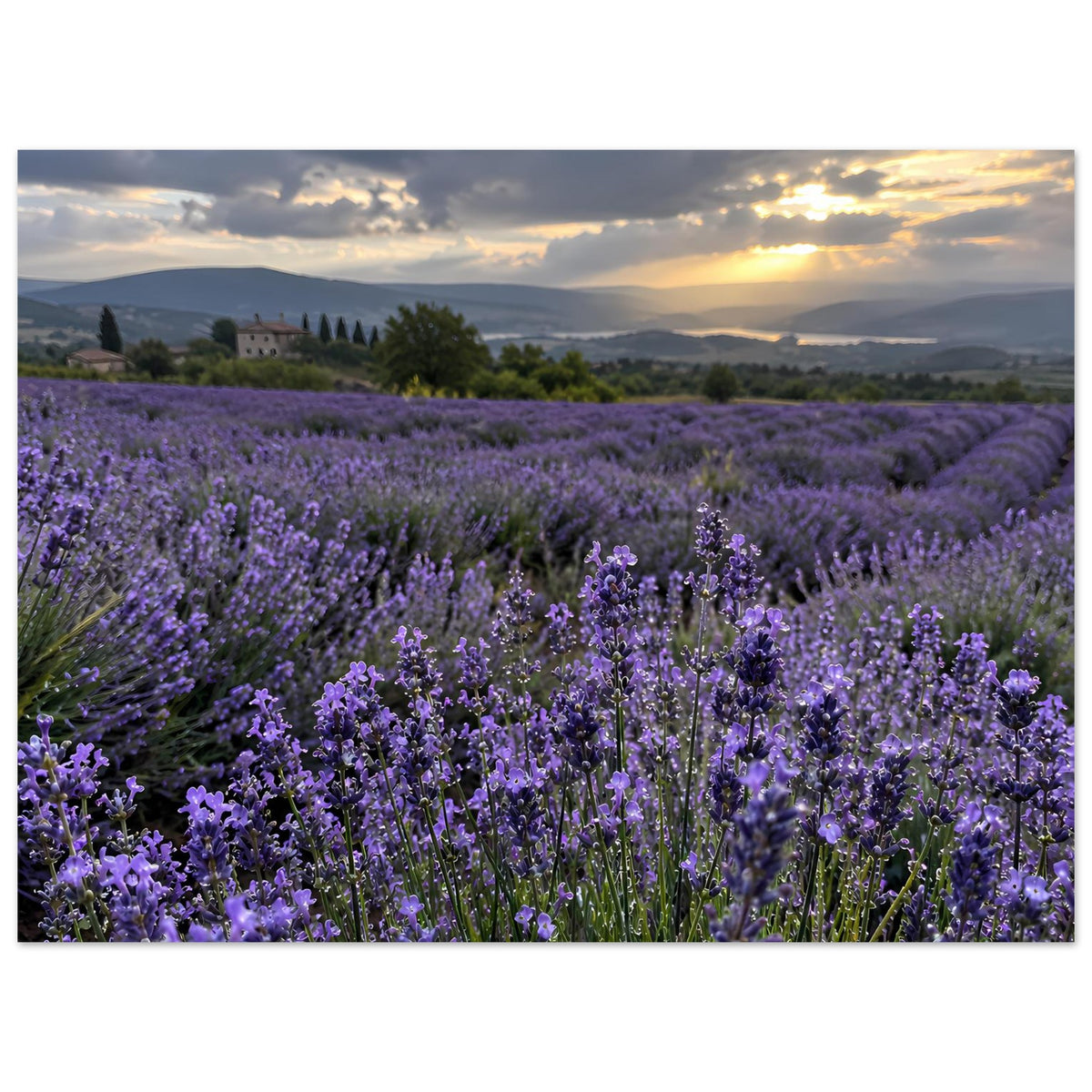Horizontales Poster mit Lavendelfeld in Violett, Reihen bis zum Horizont