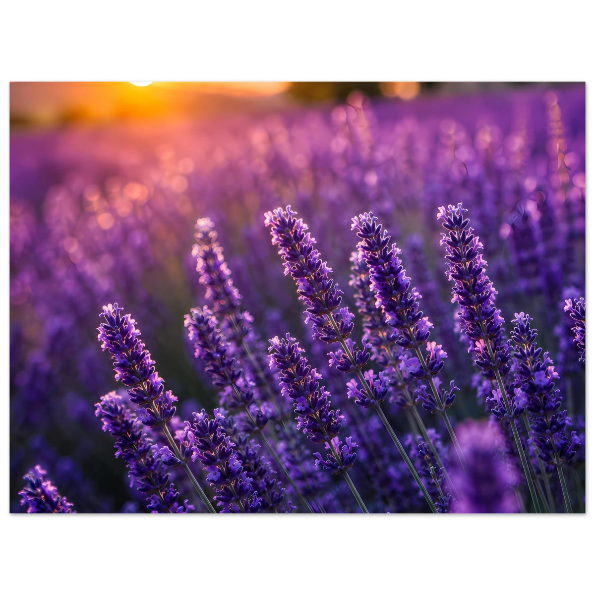 Lavendel-Sonnenuntergang Poster: violette Lavendelblüten mit warmen Lichtakzenten