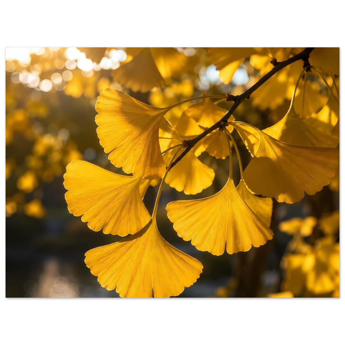 Botanisches Poster mit goldenen Ginkgoblättern am Ast, horizontal