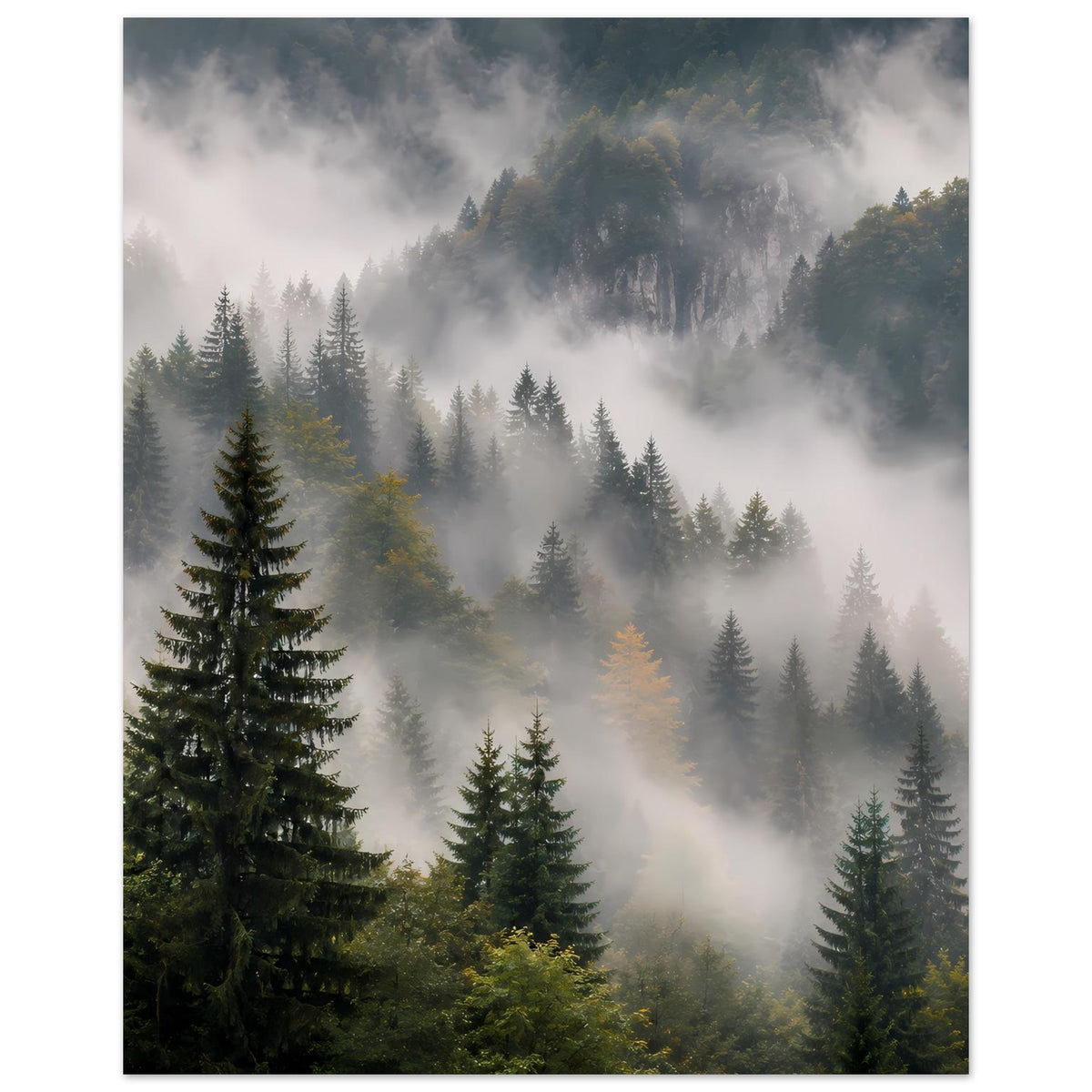 Hochformat-Poster mit Waldlandschaft: Tannen im Nebel und lichtdurchflutete Tiefenlage