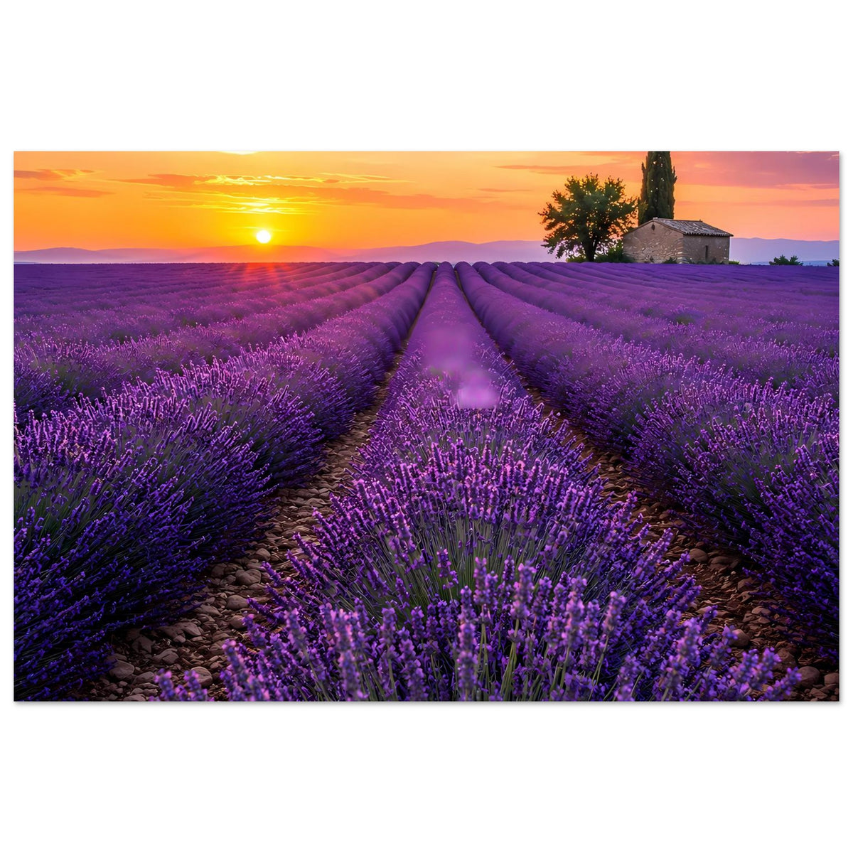 Querformat-Poster mit Lavendelfeldern im Sonnenuntergang, violette Blütenreihen und Sonne