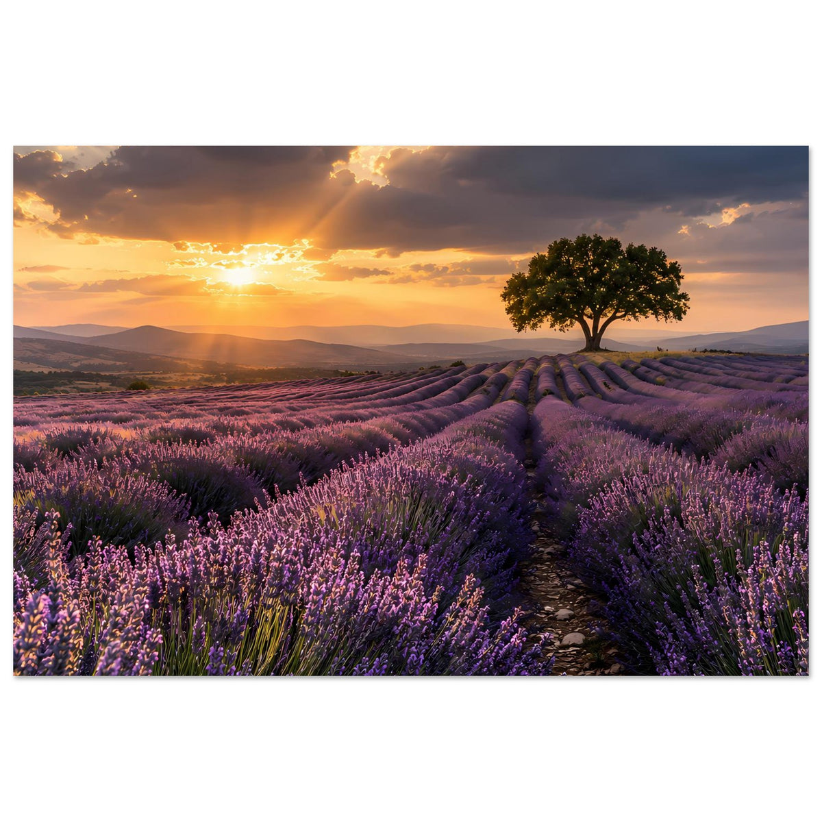 Poster mit Lavendelfeld beim Sonnenuntergang: Pfad durch lila Blüten, Baum am Rand
