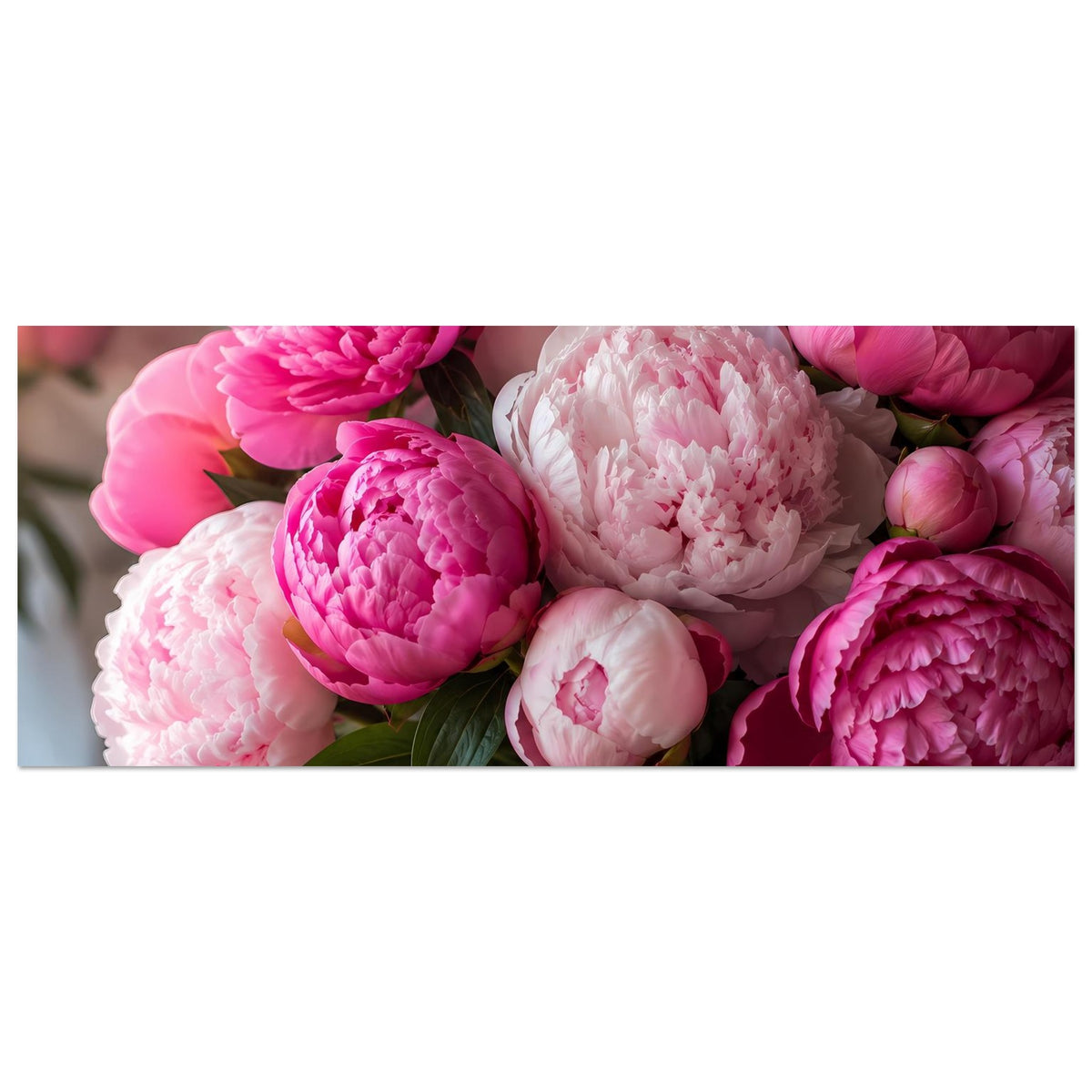 Blumenposter mit Pfingstrosen in Rosa und Weiß, Nah-Ausschnitt, horizontal