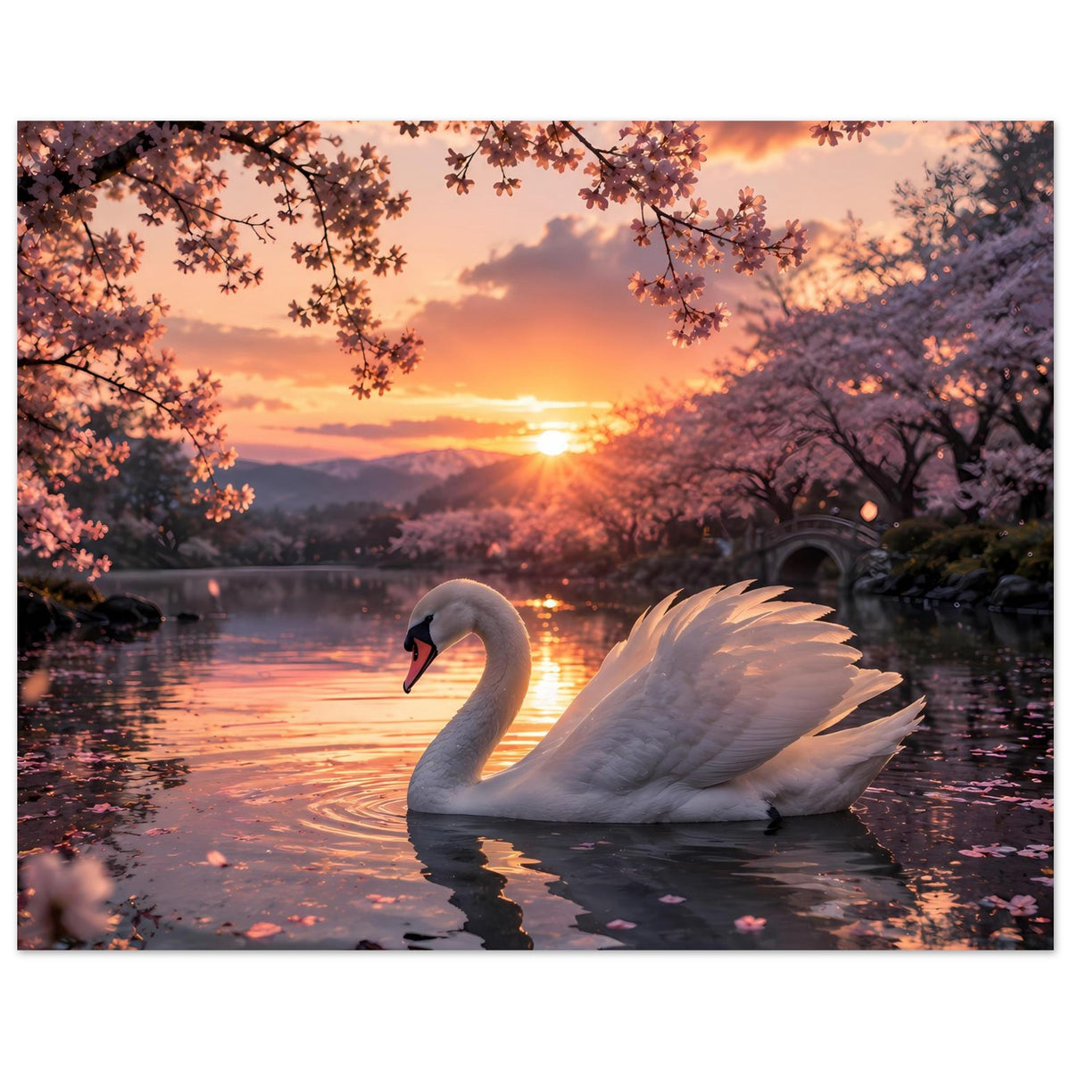 Poster im Querformat: weißer Schwan auf See, Sonnenuntergang, Spiegelung im Wasser