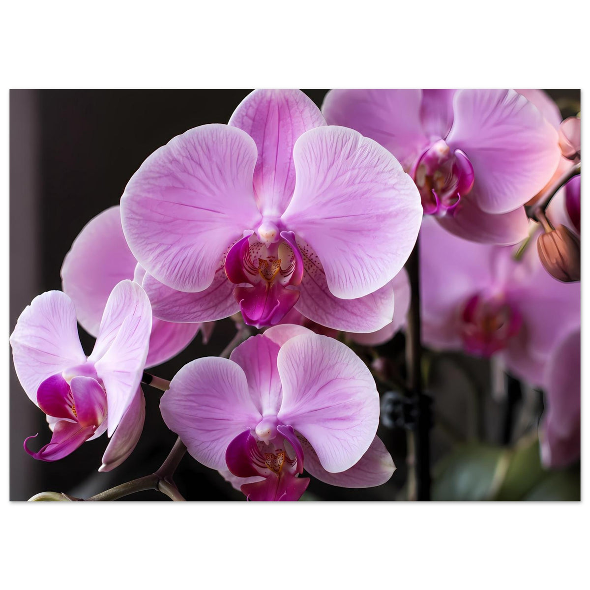 Orchideenblütenposter im Querformat: große lila-rosa Orchideenblüten, dezenter Hintergrund