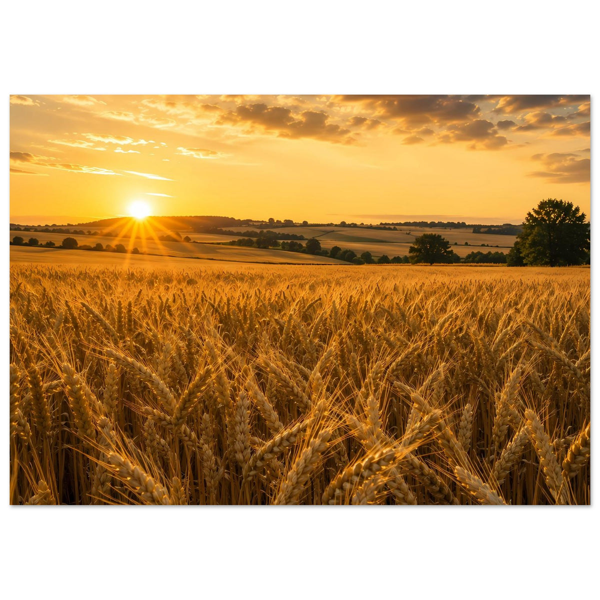Landschafts-Poster mit Weizenfeld und warmem Sonnenaufgang, Querformat, gerahmt