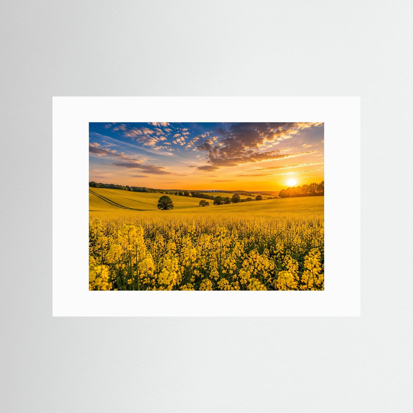 Rapsfeld Poster Querformat | Gelbe Blütenlandschaft bei Sonnenuntergang