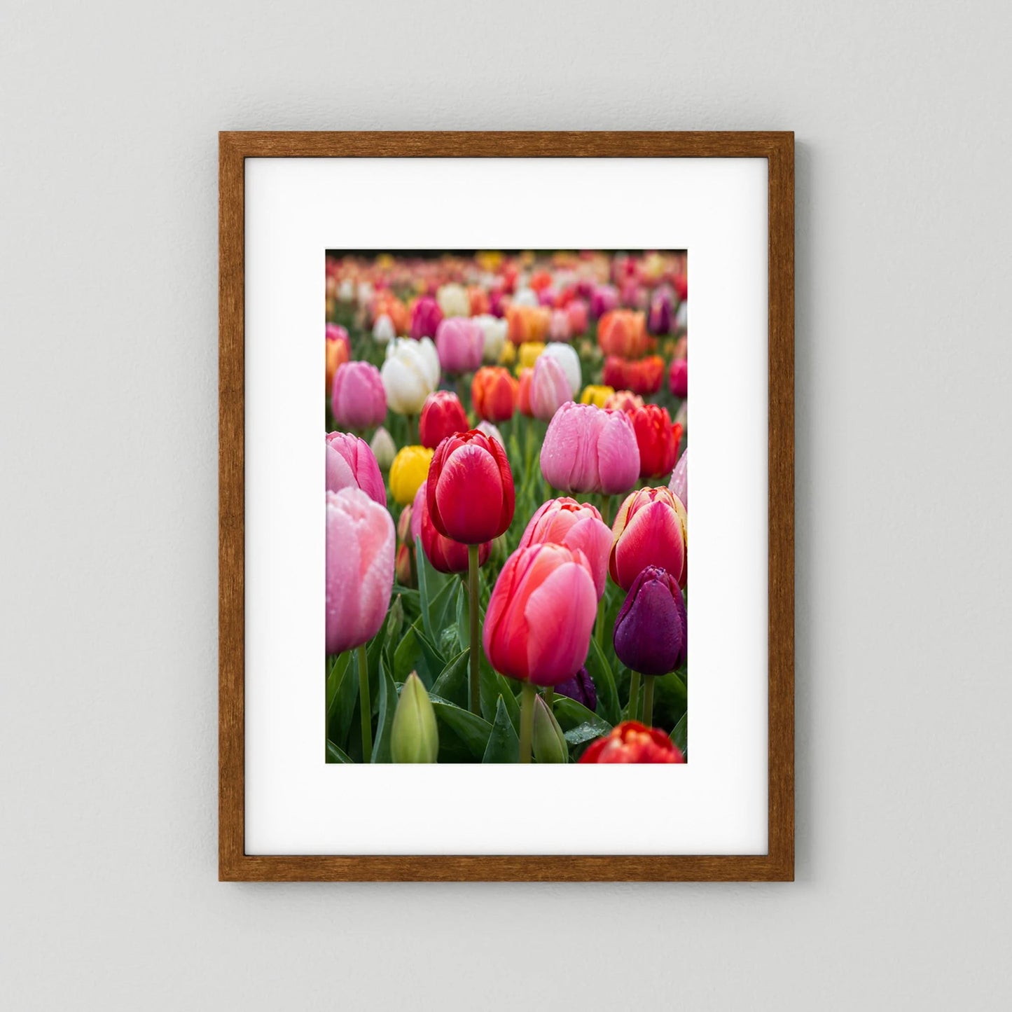Tulpenposter im dunkelbraunen Holzrahmen, bunte Tulpenblüten in Rosa und Rot.