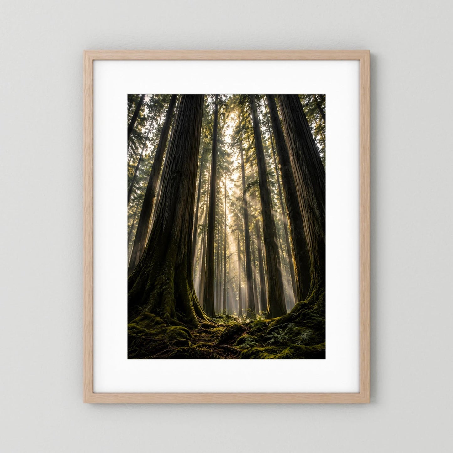 Poster im Hochformat mit hellem Holzrahmen und weißem Passepartout: Redwood-Wald