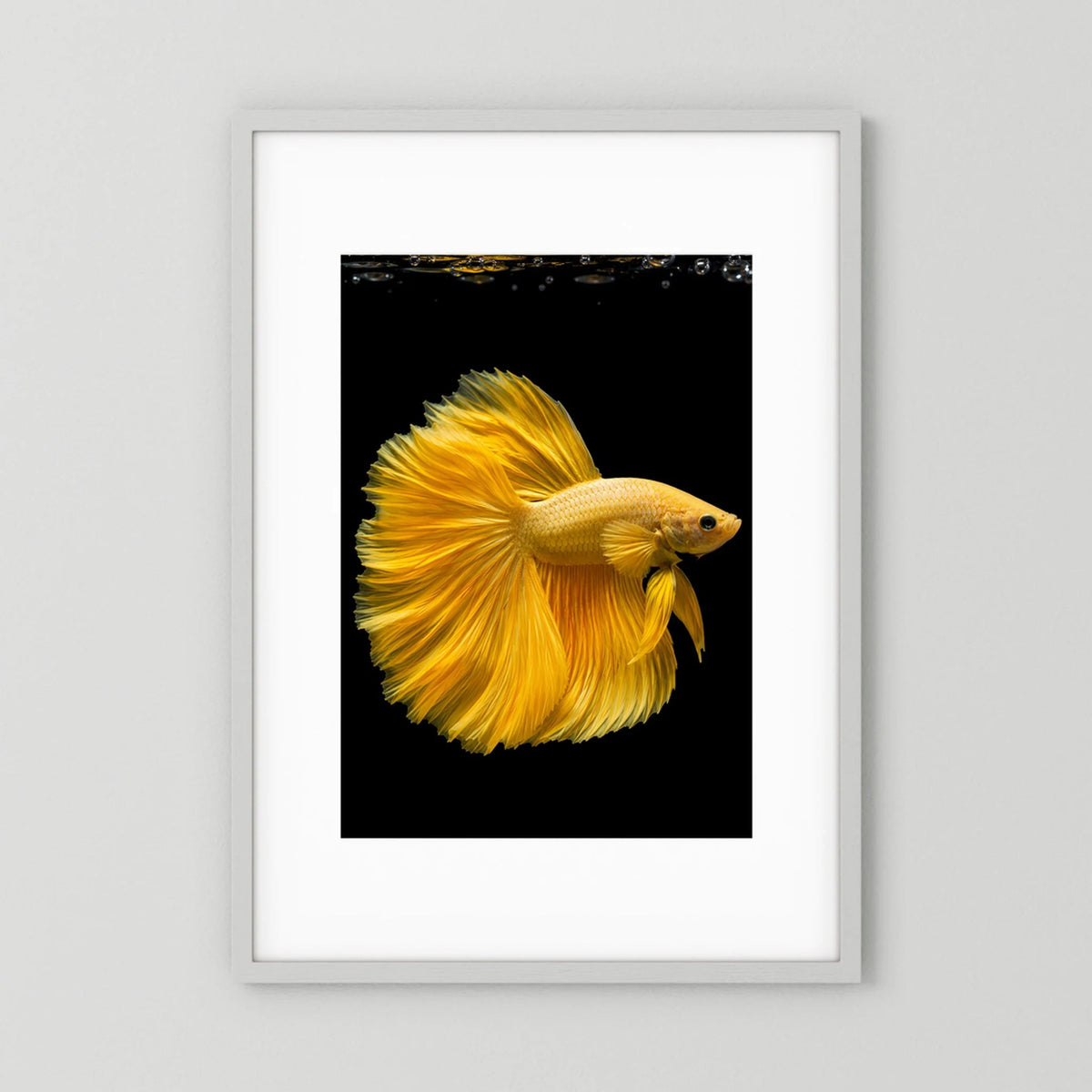Kunstposter mit goldgelbem Betta-Fisch, dynamisch ausgebreitete Flossen im dunklen Umfeld