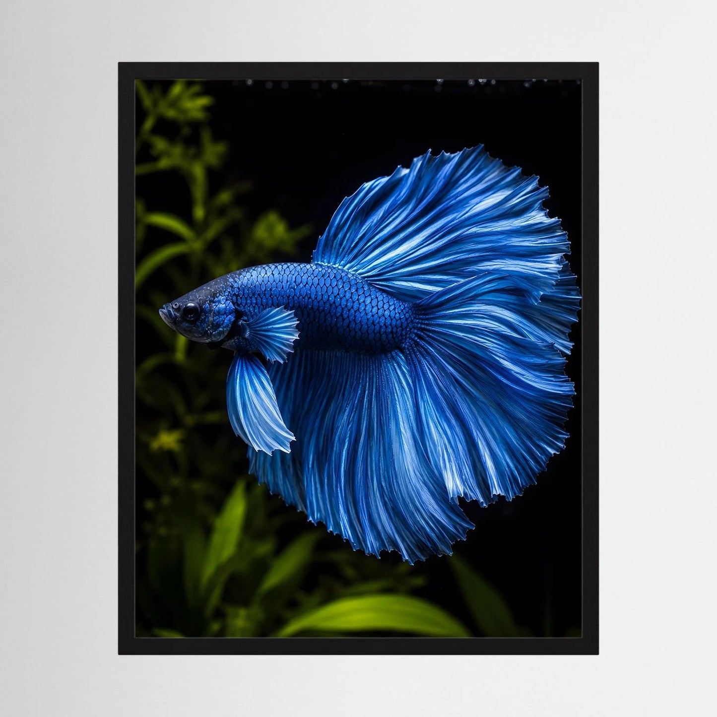 Wandposter: blauer Betta-Kampffisch mit ausgebreiteten Flossen, schwarzer Rahmen