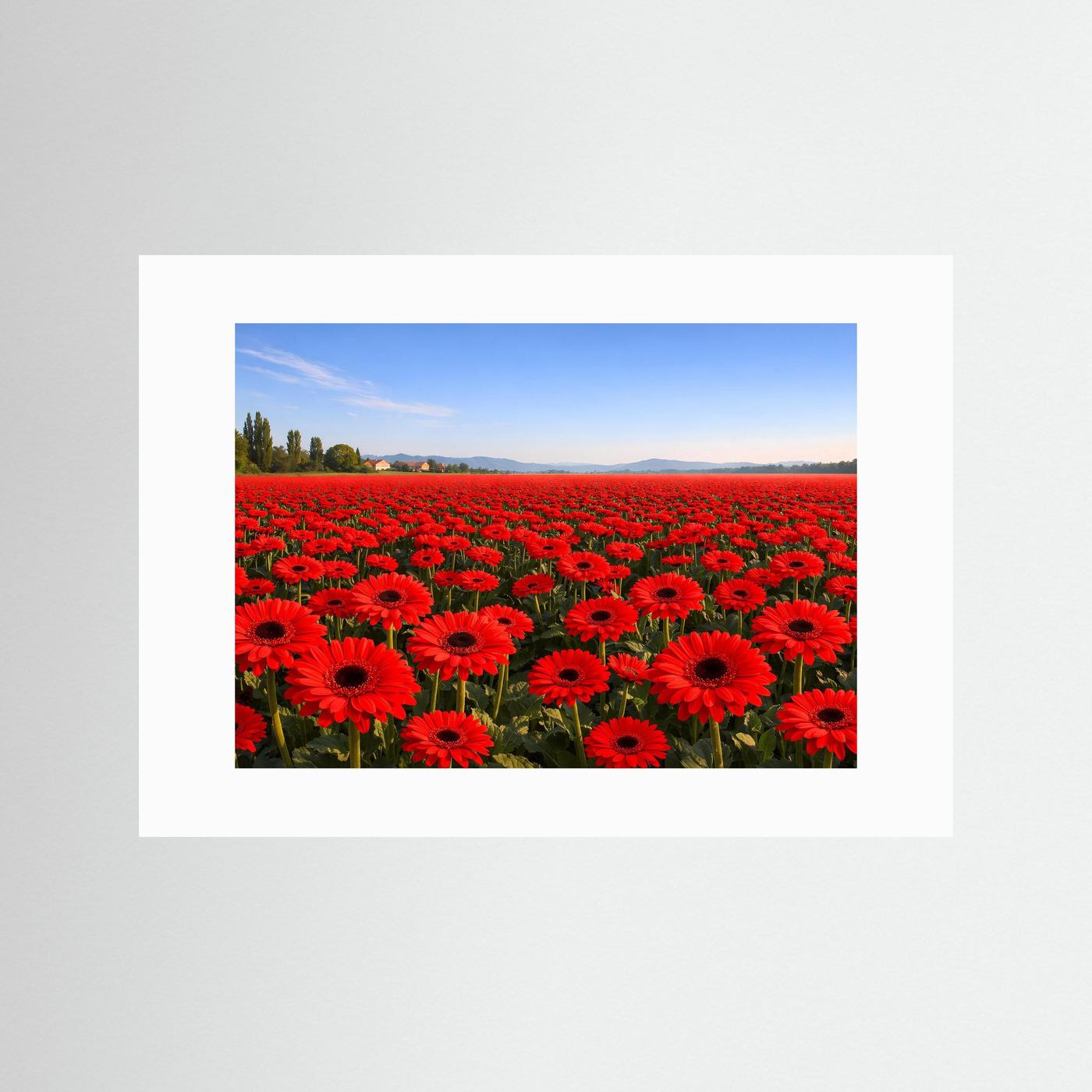 Leuchtendes Gerbera Blumenfeld | Rotes Blütenmeer & Natur Poster Querformat