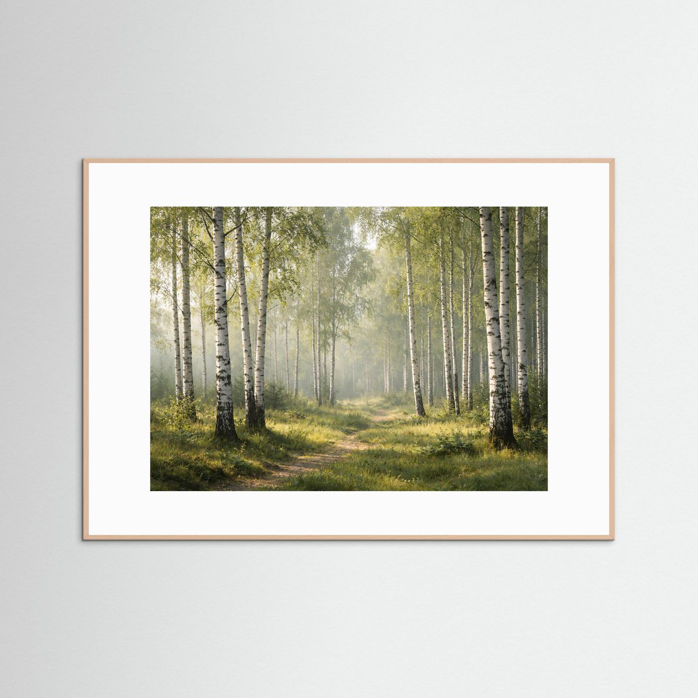 Lichtdurchfluteter Birkenhain im Morgenlicht | Panorama Wald & Natur Poster Querformat