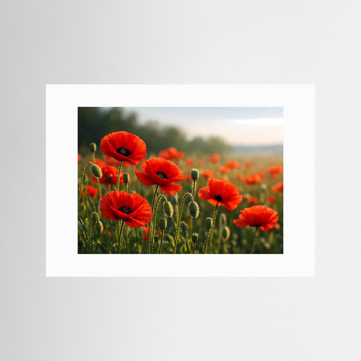 Poster mit weißem Rand: rote Klatschmohnblüten im Feld bei Sonnenaufgang-Stimmung