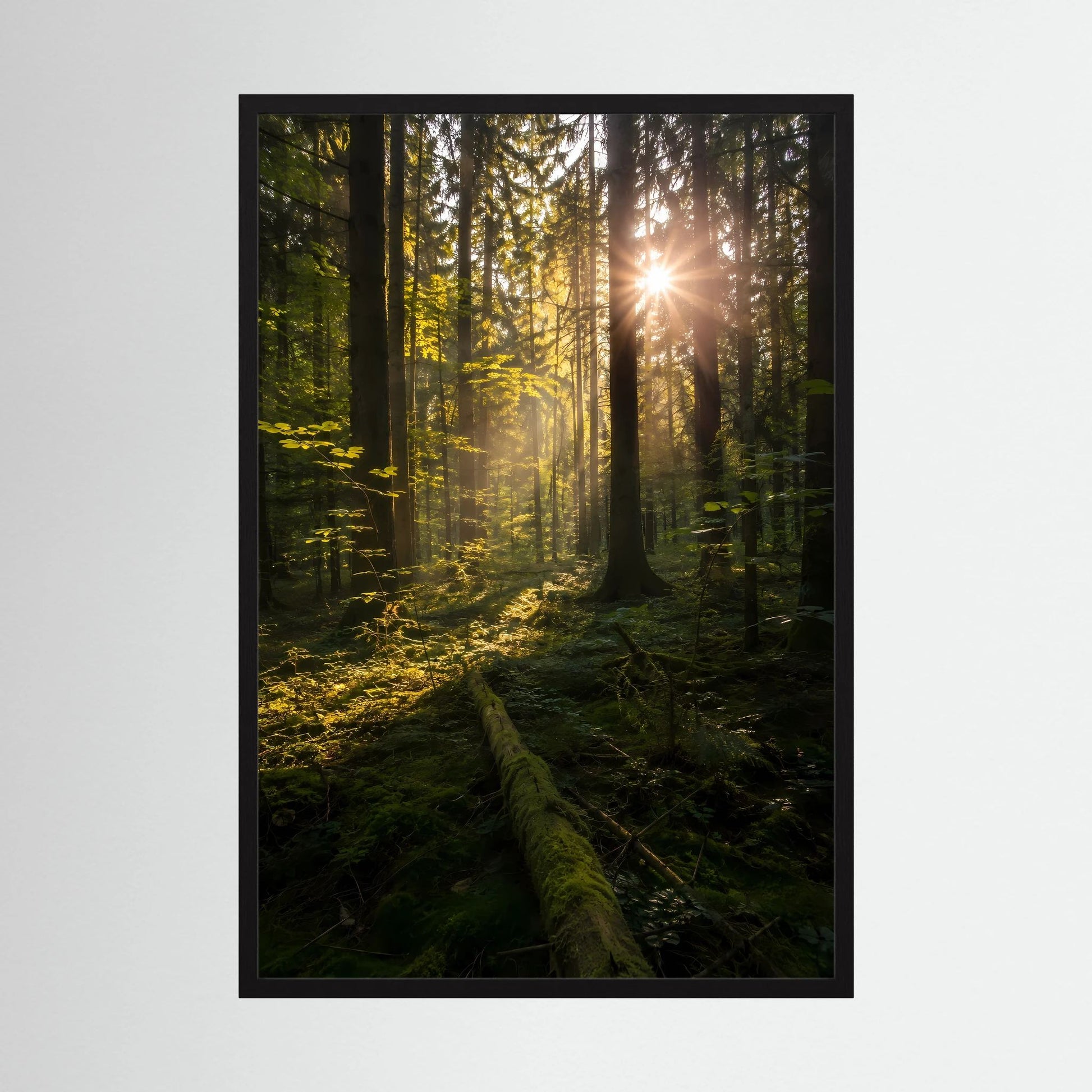Poster im Hochformat mit schwarzem Rahmen, Waldlicht zwischen Bäumen