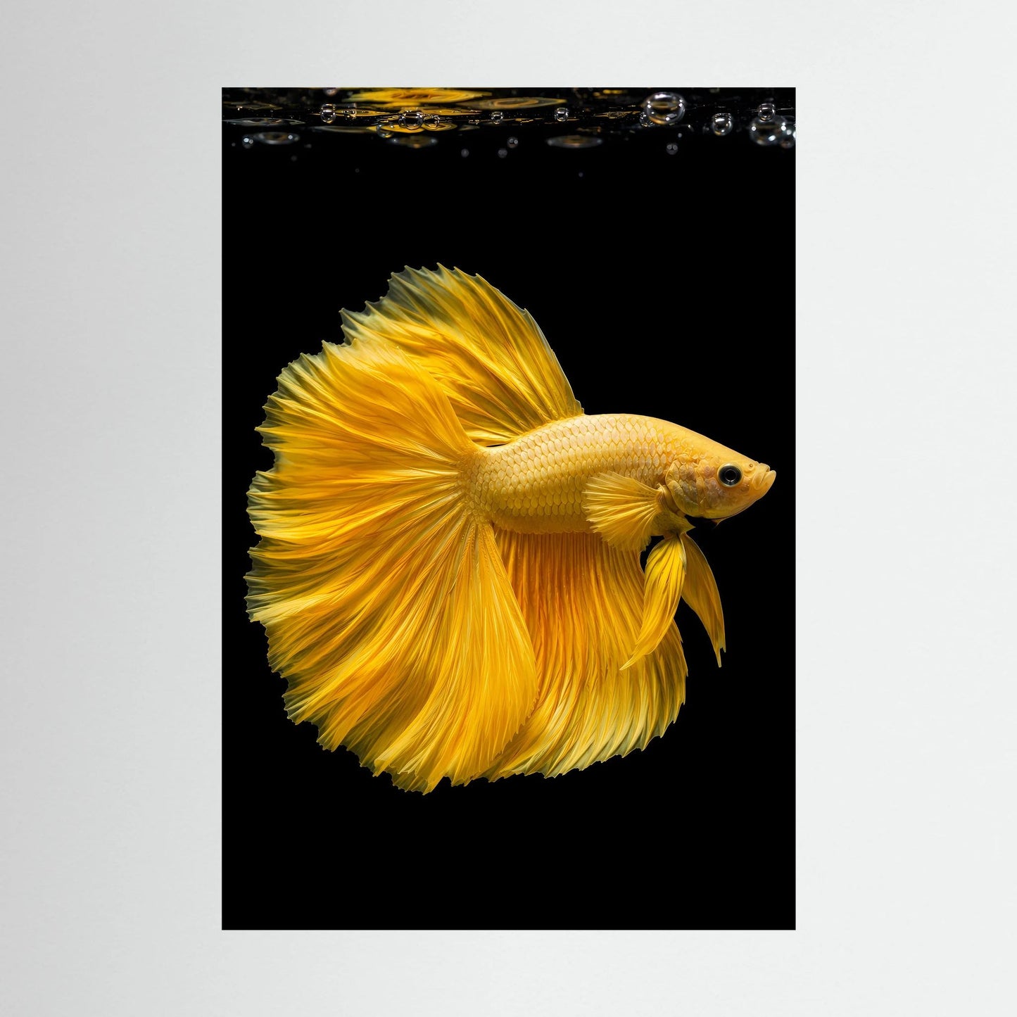 Kunstposter mit goldgelbem Kampffisch auf dunklem Hintergrund, Wassertropfen oben