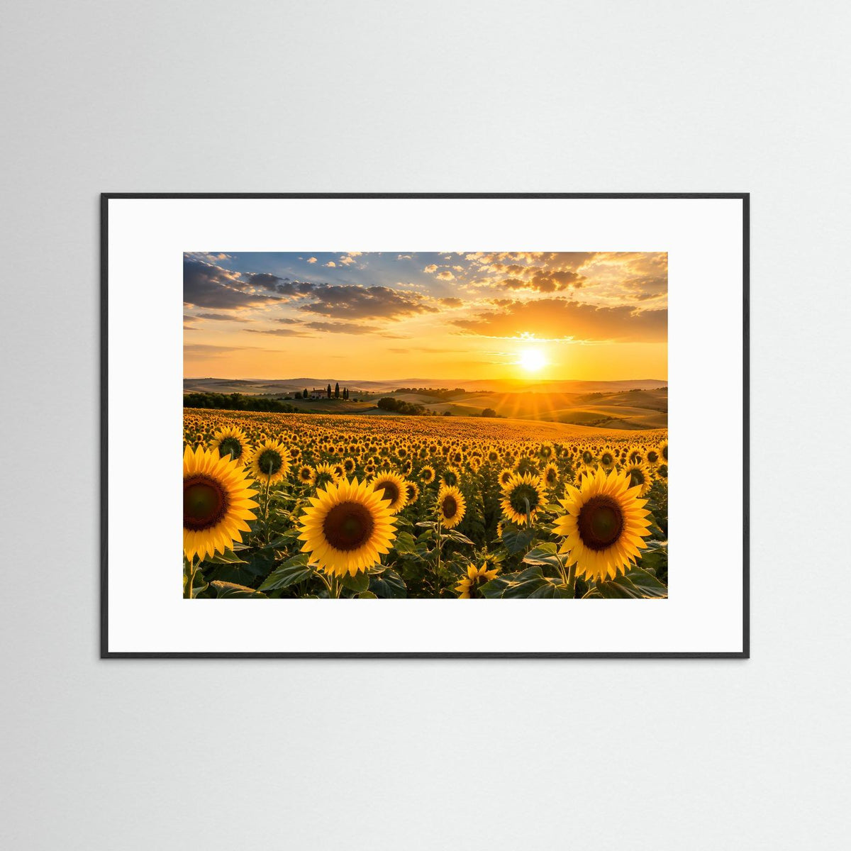 Querformat-Poster mit Sonnenblumenfeld bei Sonnenuntergang schwarzer Holzrahmen mit weißem Rand
