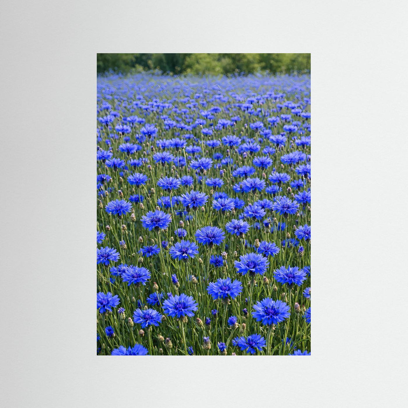 Leinwandbild mit blauem Kornblumenfeld