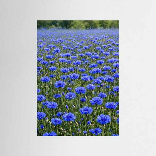 Leinwandbild mit blauem Kornblumenfeld