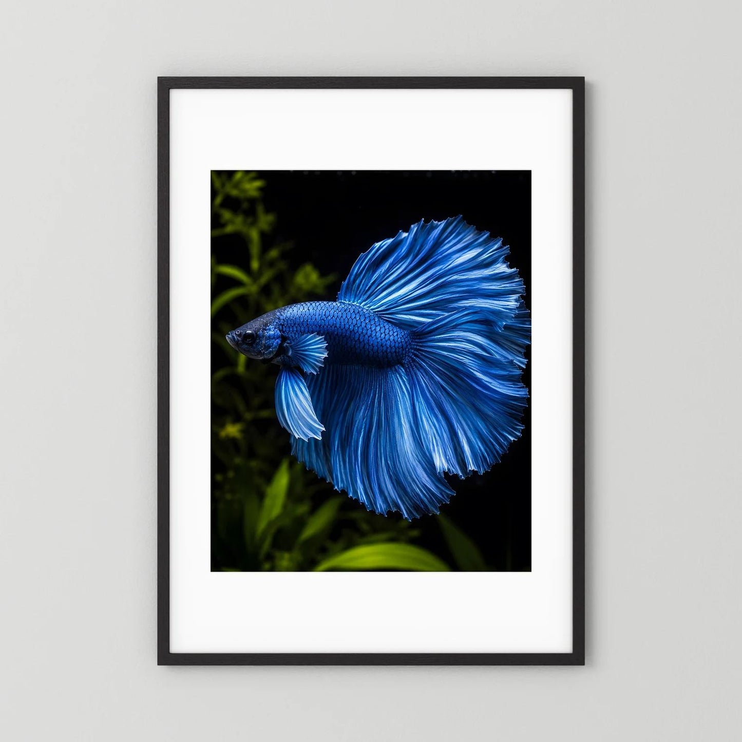 Wandposter mit blauem Kampffisch im Porträt, schwarzer Außenrahmen und weißer Rand
