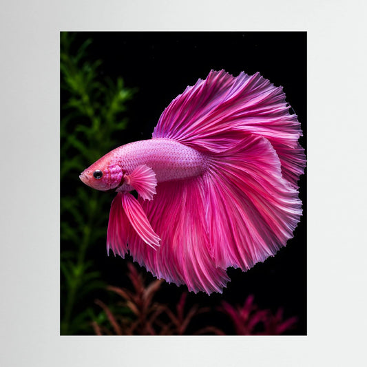 Tierposter im Hochformat mit rosa Kampffisch und weit ausgebreiteten Flossen