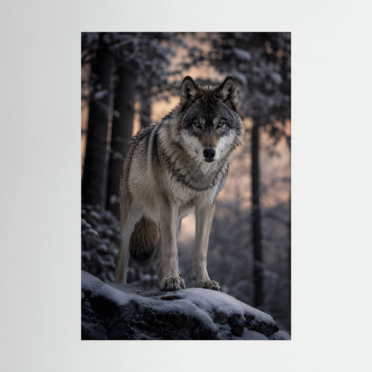 Wolf im Winterwald als Hochformat-Poster, stehender Grauwolf auf Schneefläche
