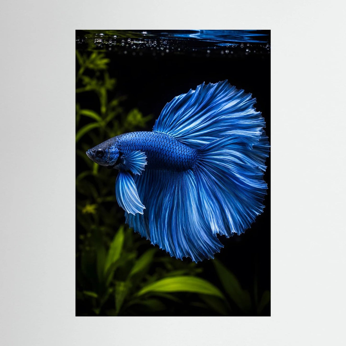 Wandposter mit blauem Betta-Kampffisch, nahes Porträt, ohne sichtbaren Rahmen, Hochformat