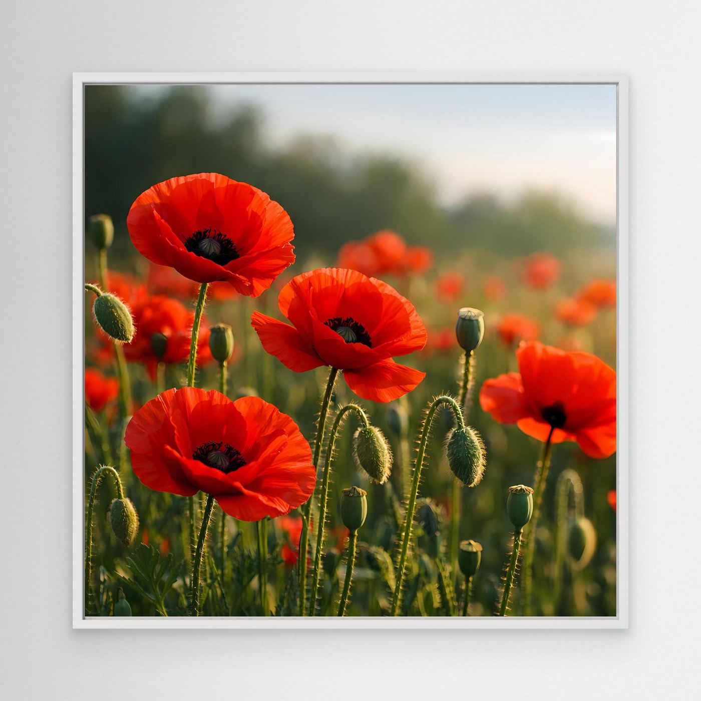Klatschmohn-Wandbild mit weißem Rahmen, rote Mohnblüten und Kapseln im Feld