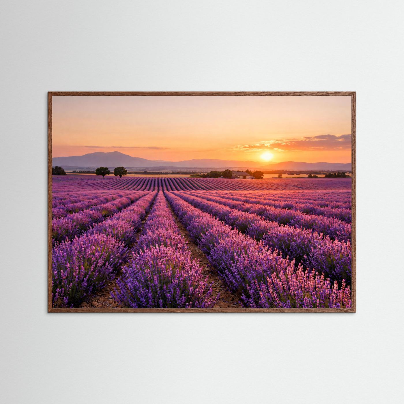 Blühendes Lavendelfeld im Sonnenuntergang | Panorama Provence & Natur Poster Querformat
