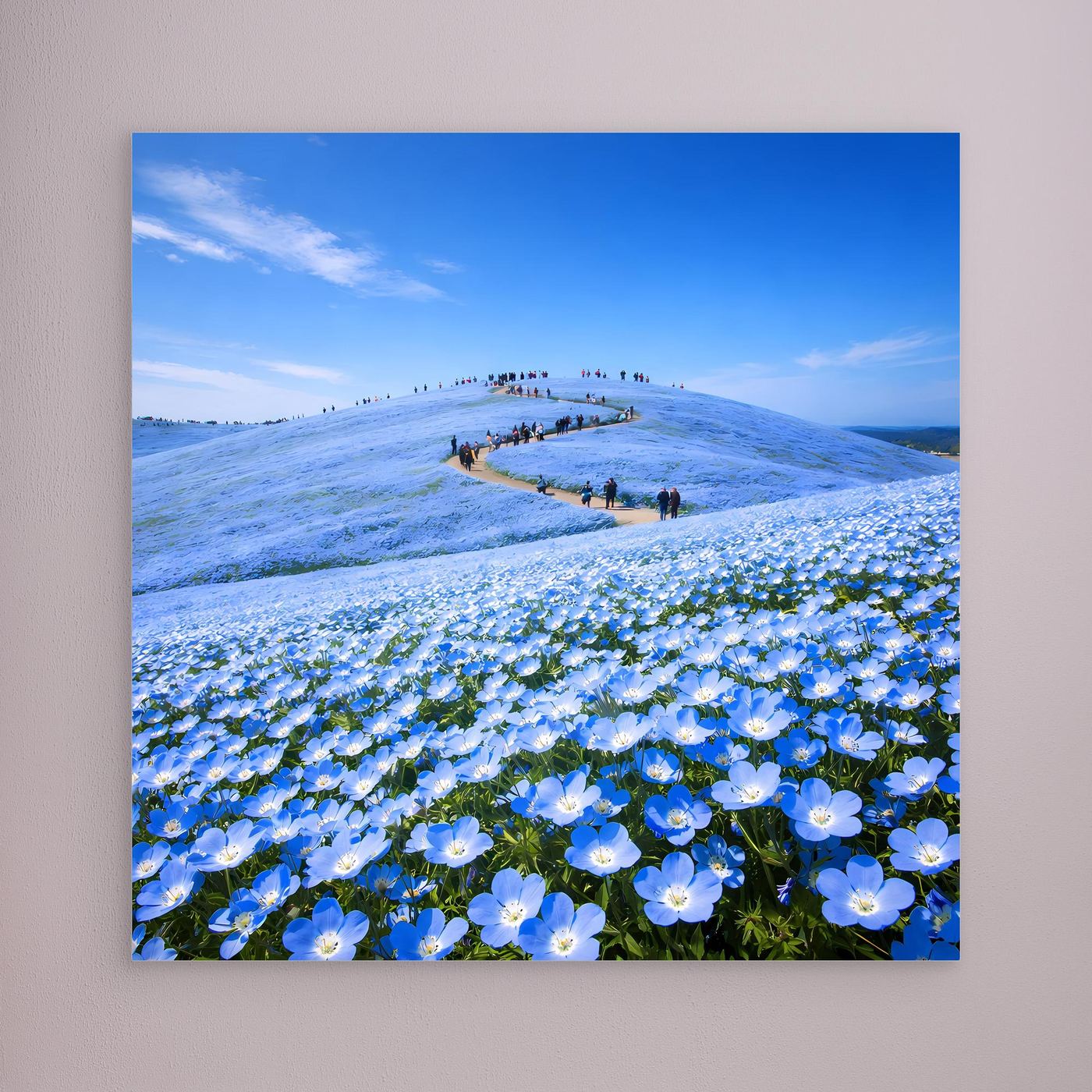 Leinwandbild mit blauem Blütenmeer aus Nemophila-Blumen, Holzrahmen