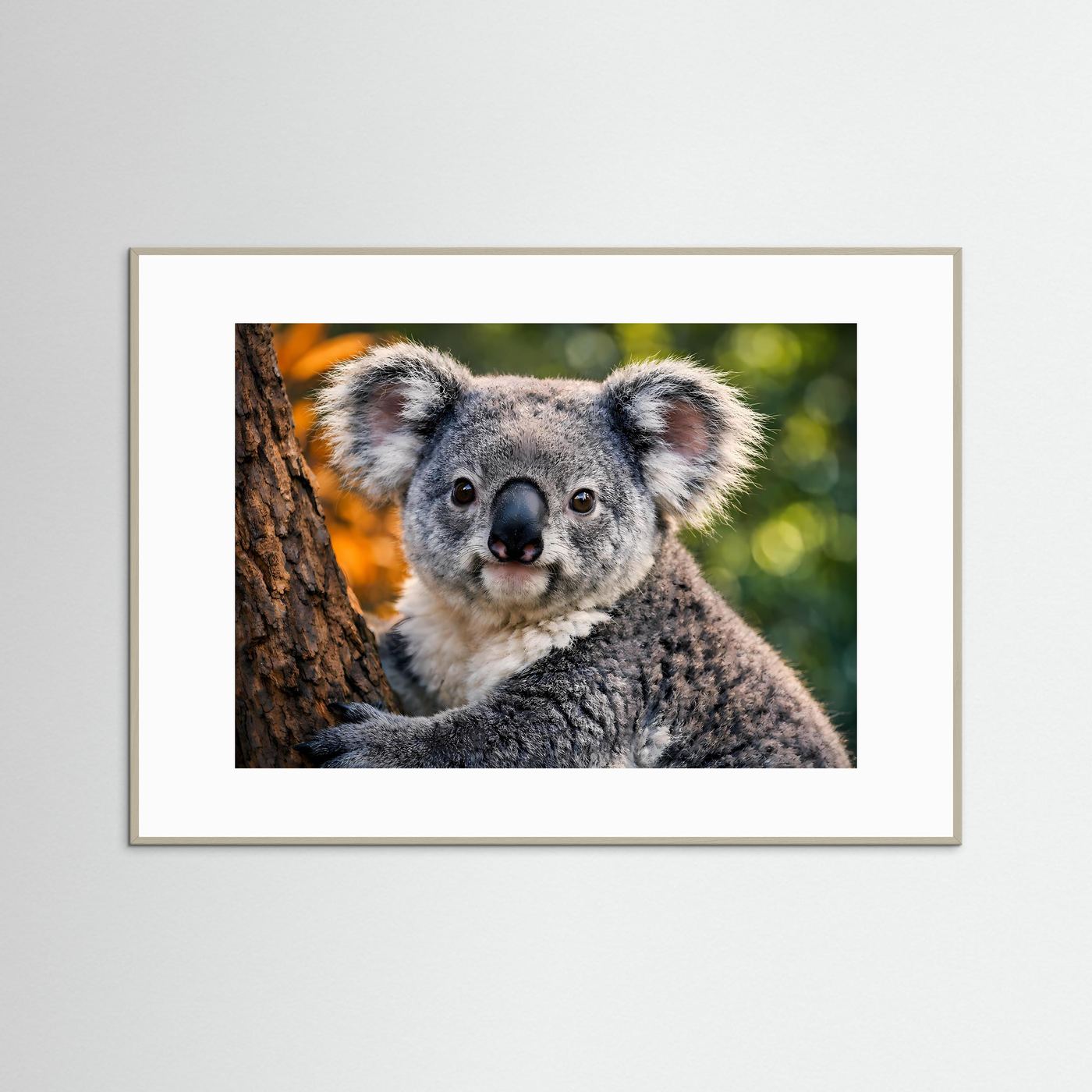 Koala-Tierposter im hellbraunen Holzrahmen, querformatig