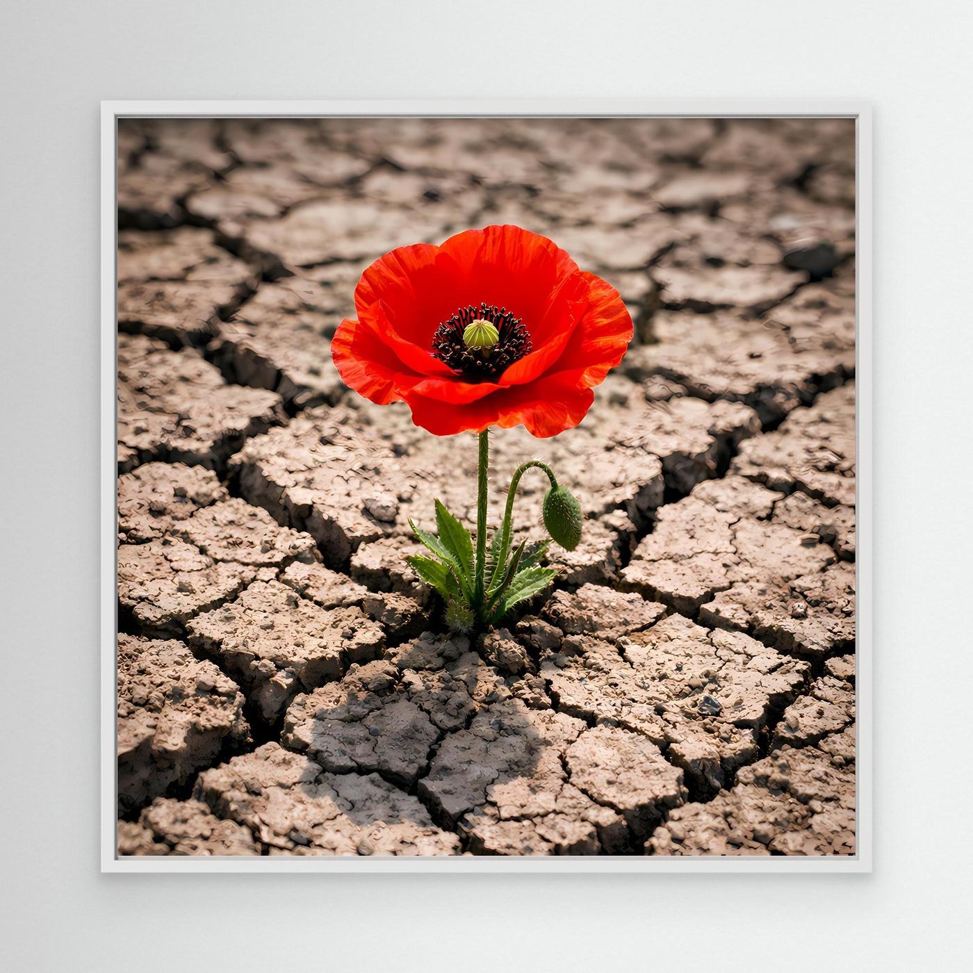 Leinwandbild mit roter Mohnblume auf rissigem Trockenboden, mit weißem Rahmen