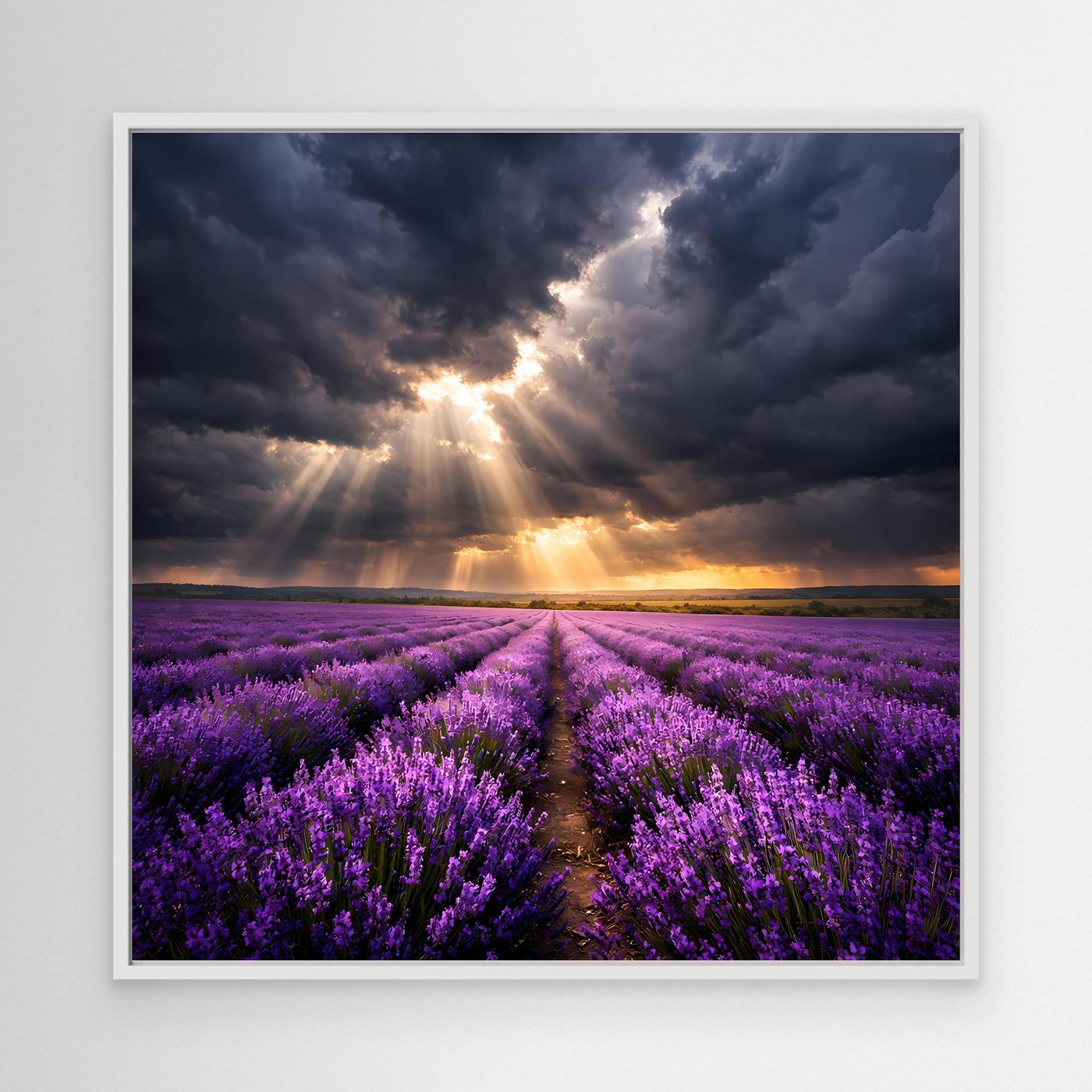 Leinwandbild Lavendelfeld mit Lichtstrahlen und Sonnenaufgang im weißen Rahmen