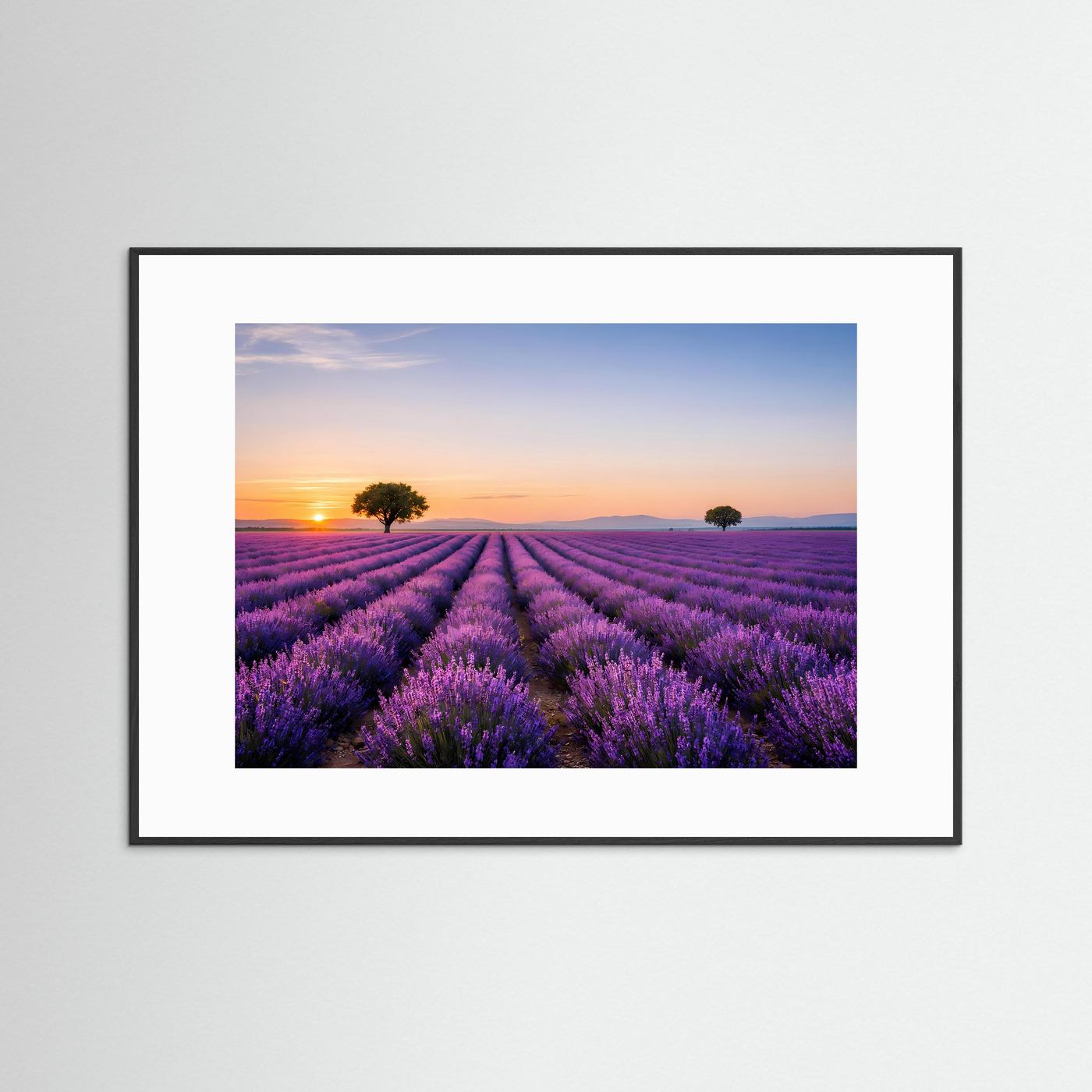 Lavendel-Feld Poster im Querformat mit schwarzem Rahmen