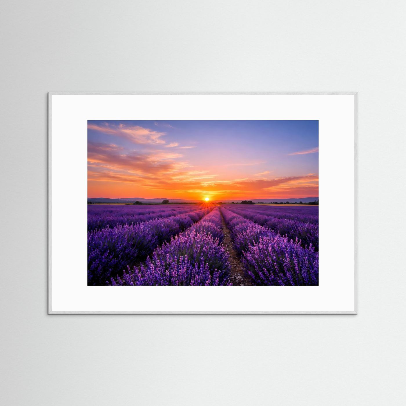 Poster im Querformat mit Lavendelfeld bei Sonnenuntergang, weißer Rahmen