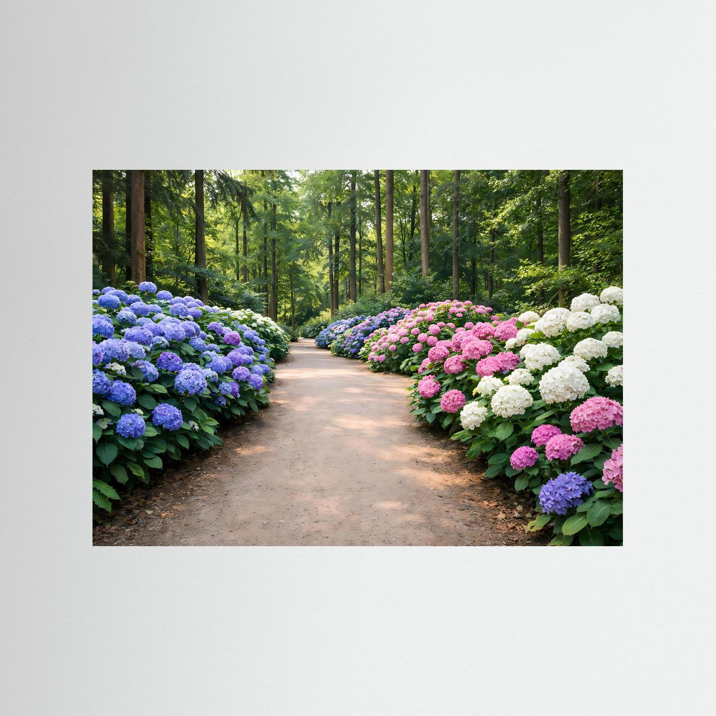 Blühende Hortensien-Allee im Park | Panorama Garten & Blumen Poster Querformat
