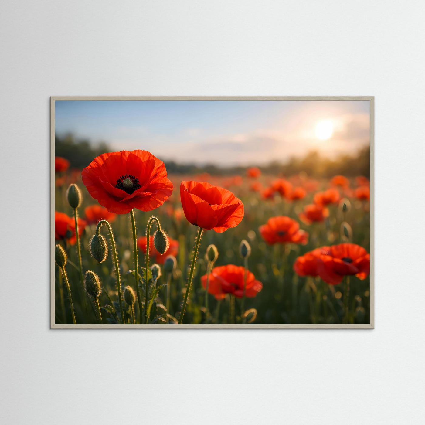 Mohnblumen-Poster mit roten Blüten bei Sonnenuntergang, grauer Rahmen
